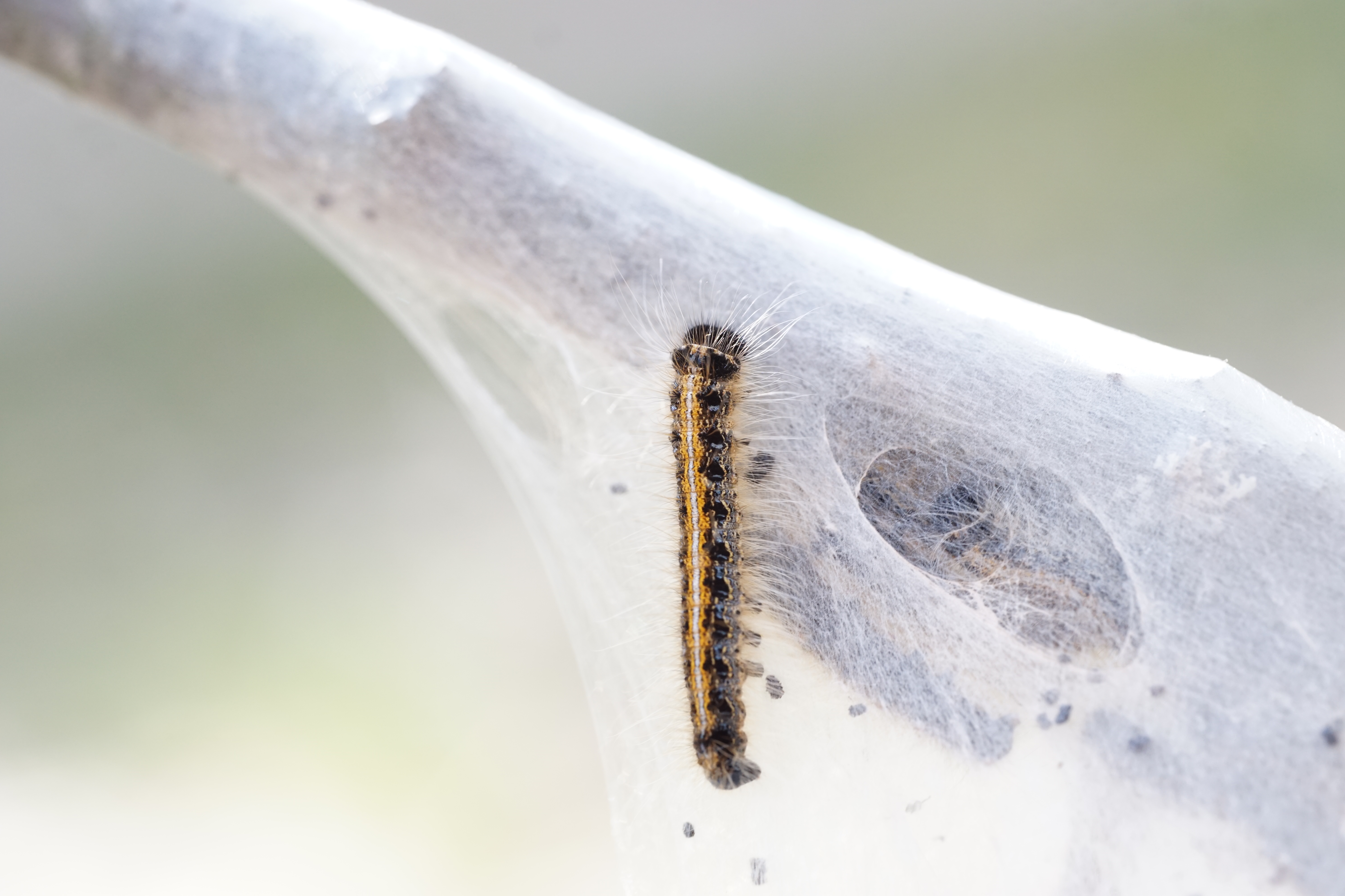 Hairy caterpillar with a black body and a distinct orange stripe along its back resting on a white silken web, with frass and a darker mass visible inside the webbing.